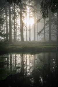 Preview wallpaper forest, swamp, fog, sunrise, nature