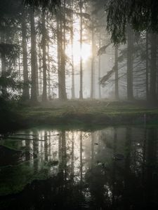 Preview wallpaper forest, swamp, fog, sunrise, nature