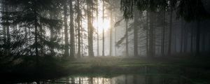 Preview wallpaper forest, swamp, fog, sunrise, nature