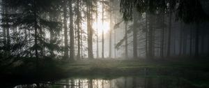 Preview wallpaper forest, swamp, fog, sunrise, nature