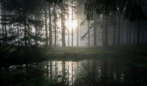 Preview wallpaper forest, swamp, fog, sunrise, nature