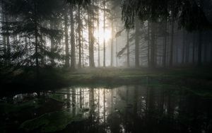 Preview wallpaper forest, swamp, fog, sunrise, nature