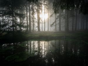 Preview wallpaper forest, swamp, fog, sunrise, nature