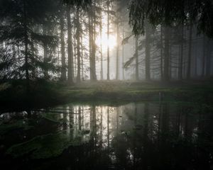 Preview wallpaper forest, swamp, fog, sunrise, nature