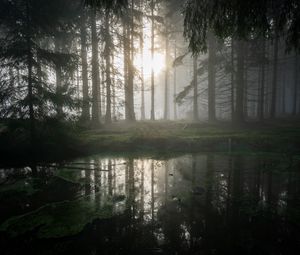 Preview wallpaper forest, swamp, fog, sunrise, nature