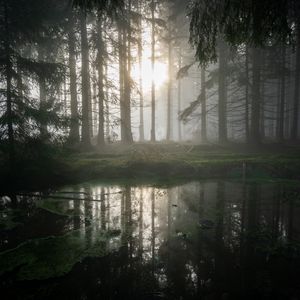 Preview wallpaper forest, swamp, fog, sunrise, nature