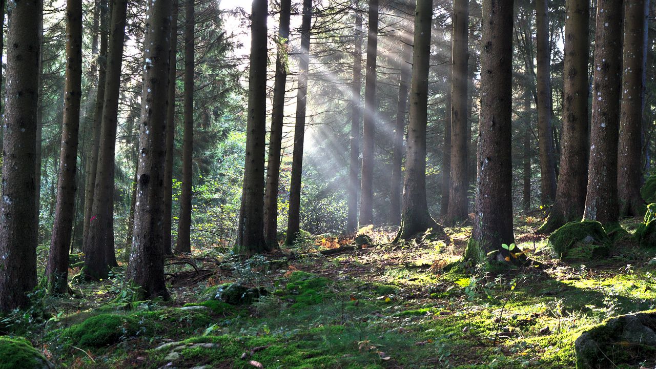 Wallpaper forest, the rays of the sun, trees, foliage, grass