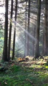 Preview wallpaper forest, the rays of the sun, trees, foliage, grass