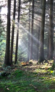 Preview wallpaper forest, the rays of the sun, trees, foliage, grass