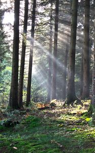 Preview wallpaper forest, the rays of the sun, trees, foliage, grass