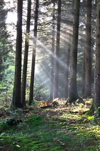 Preview wallpaper forest, the rays of the sun, trees, foliage, grass