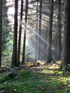 Preview wallpaper forest, the rays of the sun, trees, foliage, grass