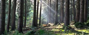 Preview wallpaper forest, the rays of the sun, trees, foliage, grass