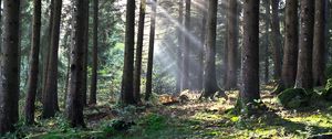 Preview wallpaper forest, the rays of the sun, trees, foliage, grass