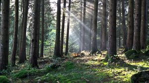 Preview wallpaper forest, the rays of the sun, trees, foliage, grass