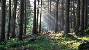 Preview wallpaper forest, the rays of the sun, trees, foliage, grass