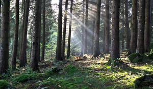 Preview wallpaper forest, the rays of the sun, trees, foliage, grass