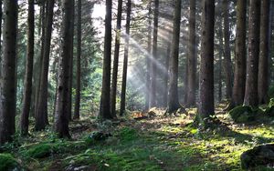 Preview wallpaper forest, the rays of the sun, trees, foliage, grass