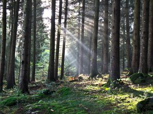 Preview wallpaper forest, the rays of the sun, trees, foliage, grass