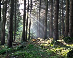 Preview wallpaper forest, the rays of the sun, trees, foliage, grass