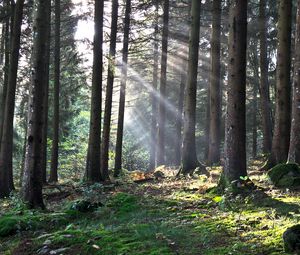 Preview wallpaper forest, the rays of the sun, trees, foliage, grass