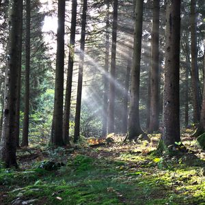 Preview wallpaper forest, the rays of the sun, trees, foliage, grass