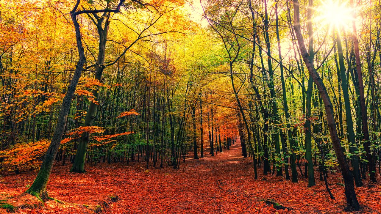 Wallpaper forest, trail, autumn, trees, leaves, fallen