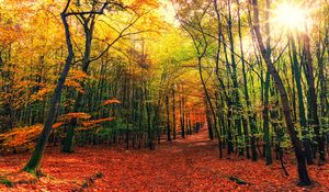 Preview wallpaper forest, trail, autumn, trees, leaves, fallen
