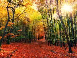 Preview wallpaper forest, trail, autumn, trees, leaves, fallen