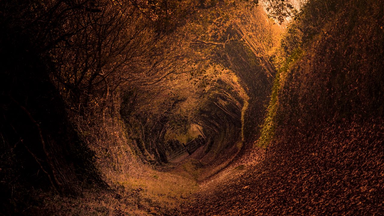 Wallpaper forest, trail, autumn, rotation, swirling