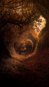 Preview wallpaper forest, trail, autumn, rotation, swirling