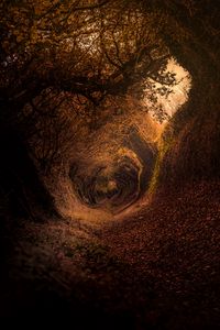 Preview wallpaper forest, trail, autumn, rotation, swirling