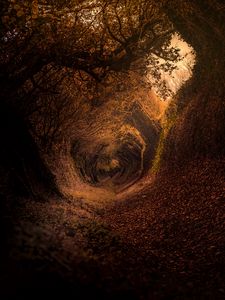 Preview wallpaper forest, trail, autumn, rotation, swirling