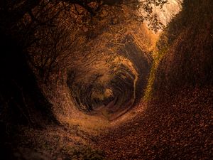 Preview wallpaper forest, trail, autumn, rotation, swirling