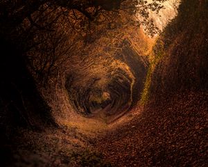 Preview wallpaper forest, trail, autumn, rotation, swirling