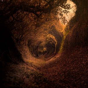 Preview wallpaper forest, trail, autumn, rotation, swirling