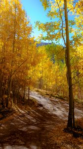 Preview wallpaper forest, trail, autumn, mountains, landscape