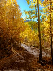 Preview wallpaper forest, trail, autumn, mountains, landscape