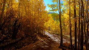 Preview wallpaper forest, trail, autumn, mountains, landscape