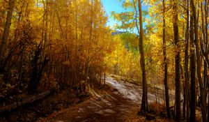 Preview wallpaper forest, trail, autumn, mountains, landscape