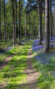 Preview wallpaper forest, trail, flowers, spring, nature