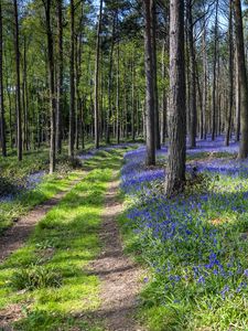 Preview wallpaper forest, trail, flowers, spring, nature