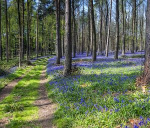 Preview wallpaper forest, trail, flowers, spring, nature
