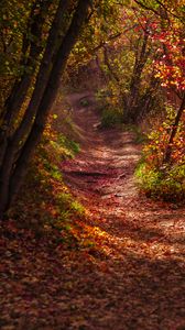 Preview wallpaper forest, trail, leaves, dry, autumn