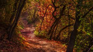 Preview wallpaper forest, trail, leaves, dry, autumn