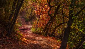 Preview wallpaper forest, trail, leaves, dry, autumn