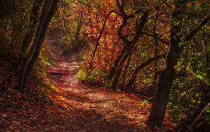 Preview wallpaper forest, trail, leaves, dry, autumn