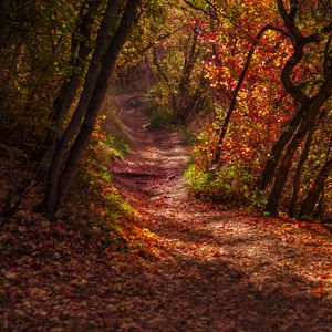 Preview wallpaper forest, trail, leaves, dry, autumn