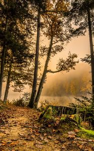 Preview wallpaper forest, trail, trees, grass, hdr