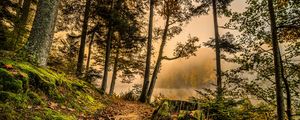 Preview wallpaper forest, trail, trees, grass, hdr